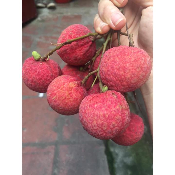 Cây giống Vải Thiều Lục Ngạn. .