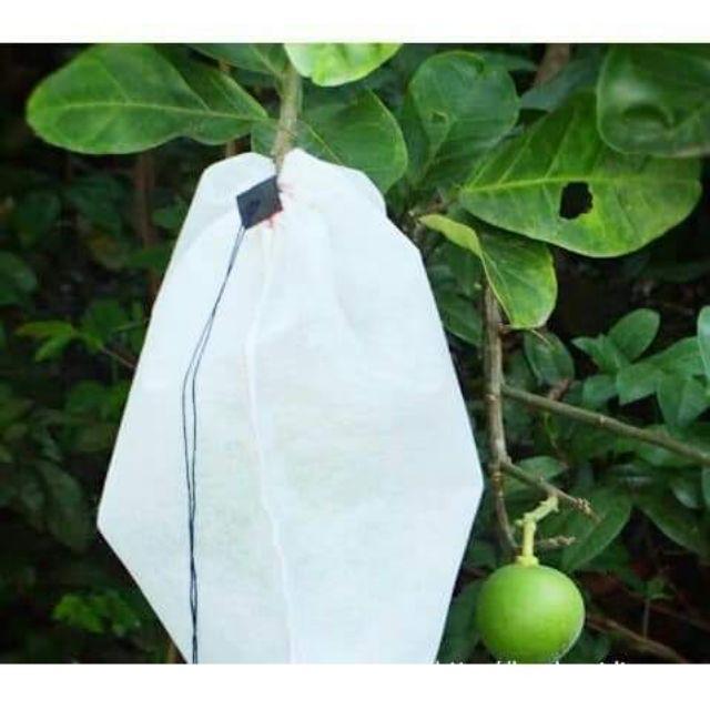 Túi bọc bưởi com bo 200 túi kt 30x35cm