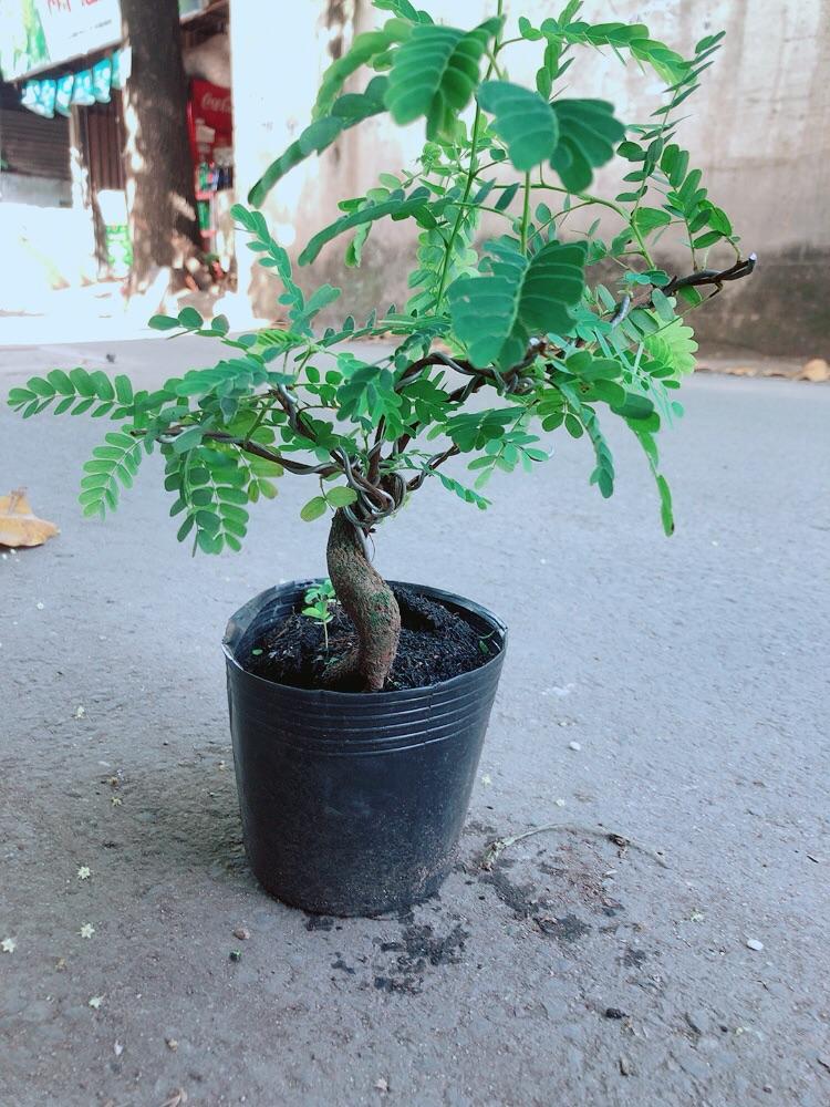 Cây Me Bonsai