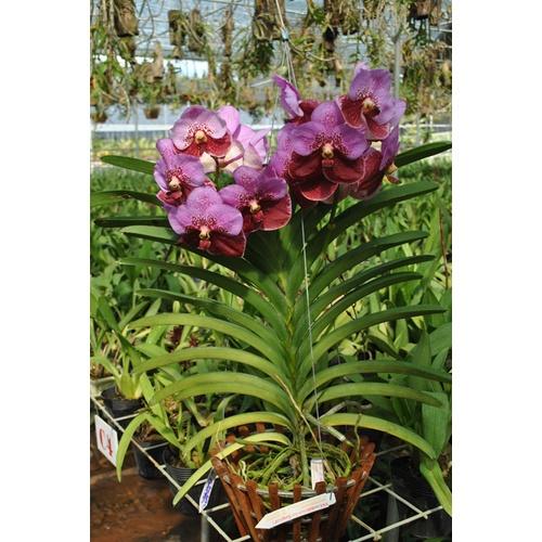 Cây giống lan vanda thái
