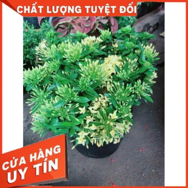 Chậu hoa trang thái màu vàng