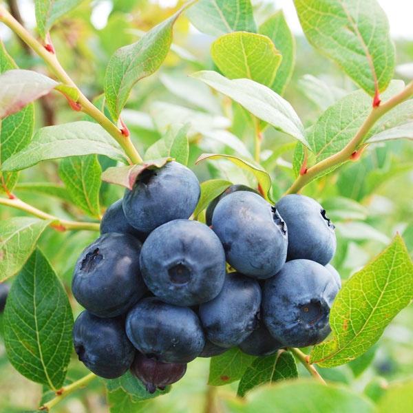 Cây giống việt quất Sẵn Quả (về đúng 100 cây) (Blueberry) lùn tứ quý, ra hoa, ra trái 4 mùa