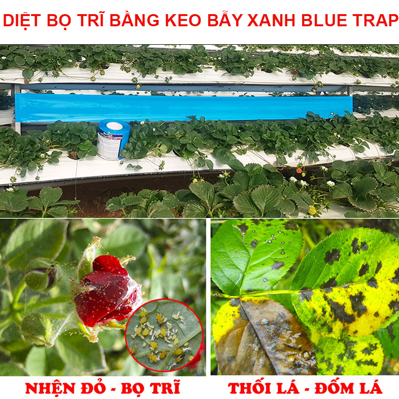 Keo dính Màu Xanh nhập khẩu Israel Blue Trap dùng Diệt Bọ Trĩ gây hại nông nghiệp và hiệu lực keo trên 8 tháng chịu mưa nắng và nước tưới
