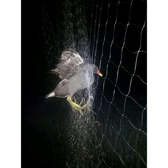 Lưỡi Bẫy Chim | lưới bẫy chim tàng hình | lưới bây chim khuyên sâu sẻ gi sáo cu gáy chích chòe chào mào vẹt....