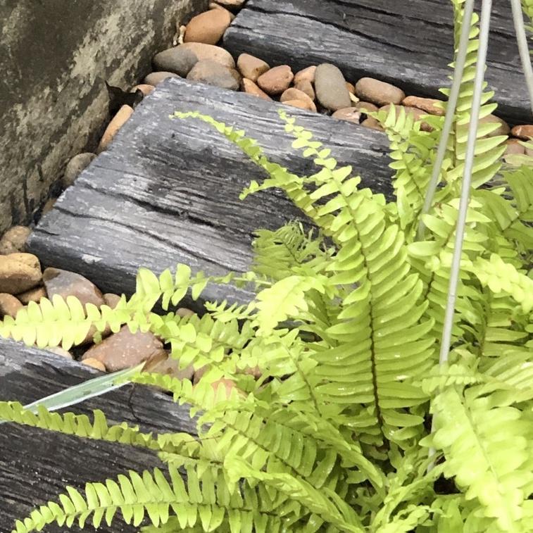 Cây Dương Xỉ Vàng chậu treo trang trí nội thất, sân vườn