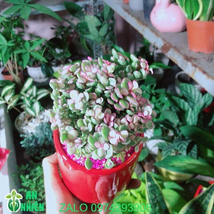Chậu Cây Cành Vàng Lá Ngọc