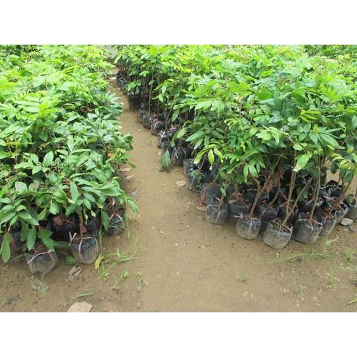 Cây giống nhãn hương chi Đăk Lăk