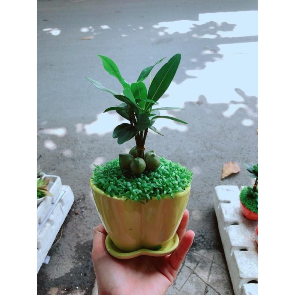 Chậu Cây May Mắn Trái Tim Vàng Bán Chạy