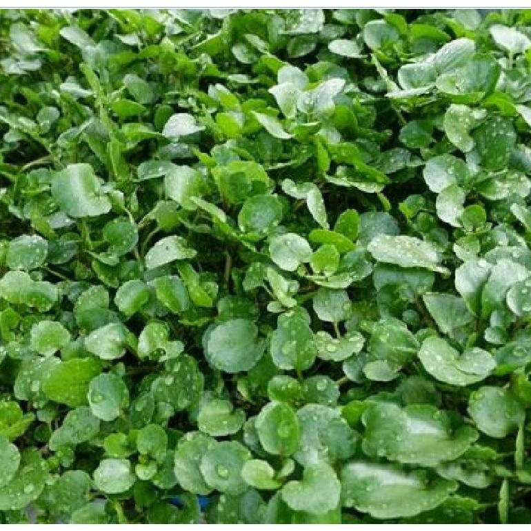 Hạt giống rau xà lách xoong Mỹ KNS3207 - Gói 1gram