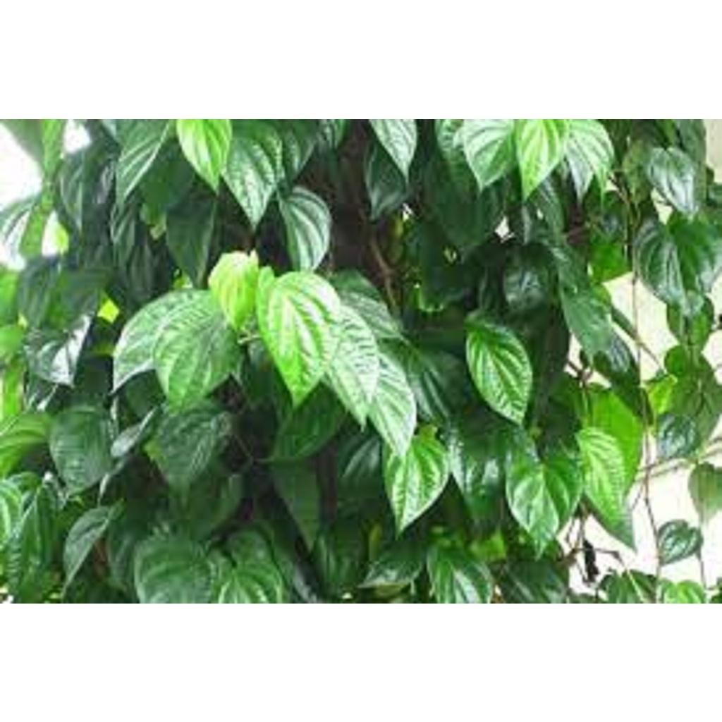1 KG LÁ TRẦU KHÔNG TƯƠI nhà trồng ()