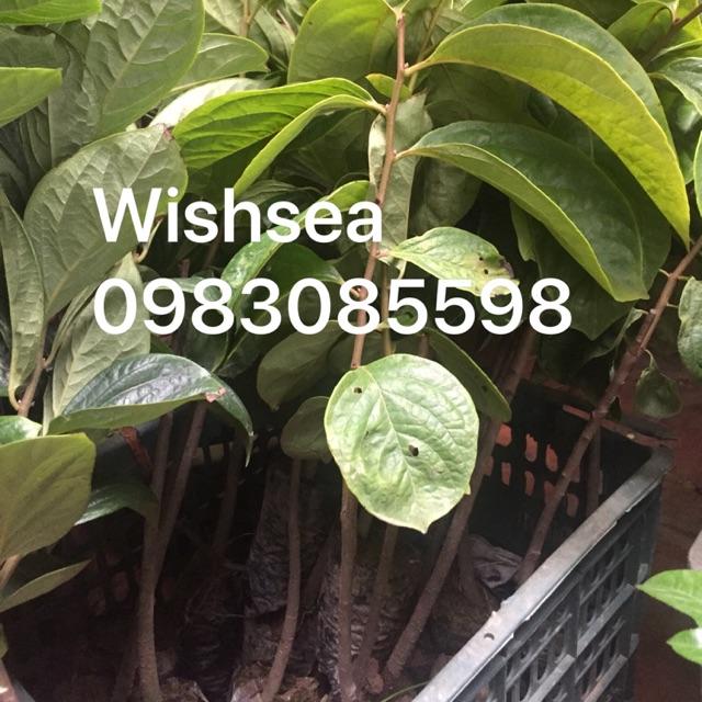 Cây hồng nhân hậu
