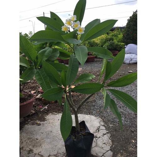 Cây sứ đại hoa vàng hoa rất thơm - kh66dl
