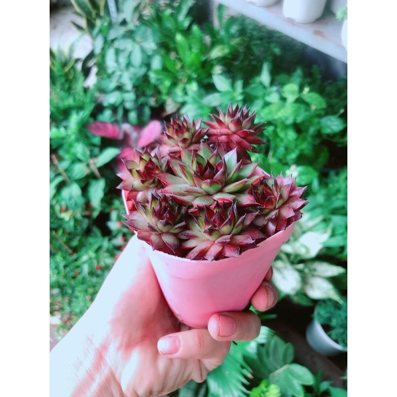 Sen Đá Phật Bà Đỏ