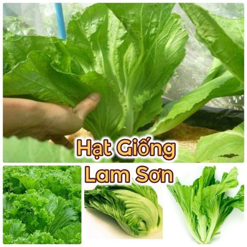 HẠT GIỐNG CẢI BẸ DƯA ( TÒA XẠI ) - Loại Rau Cực Giòn, Nấu Canh, Làm Dưa Chua Tuyệt Vời.