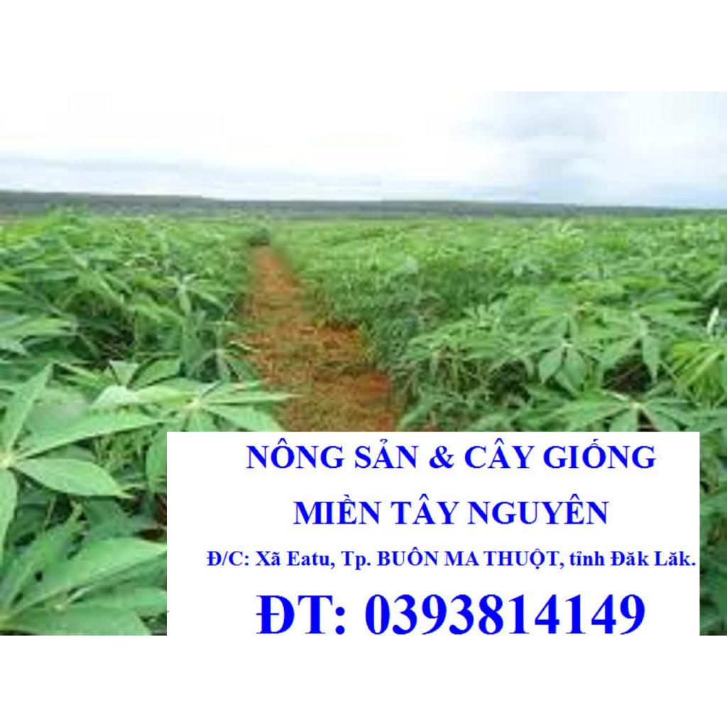 4 kg LÁ CÂY KHOAI MÌ TƯƠI, SẠCH AN TOÀN. .