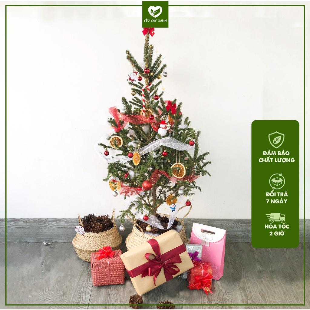 Cây Sơn Tùng Noel, Cây Thông Thật Giáng Sinh + TẶNG kèm giấy Kraft khổ lớn trang trí cây mùa giáng sinh