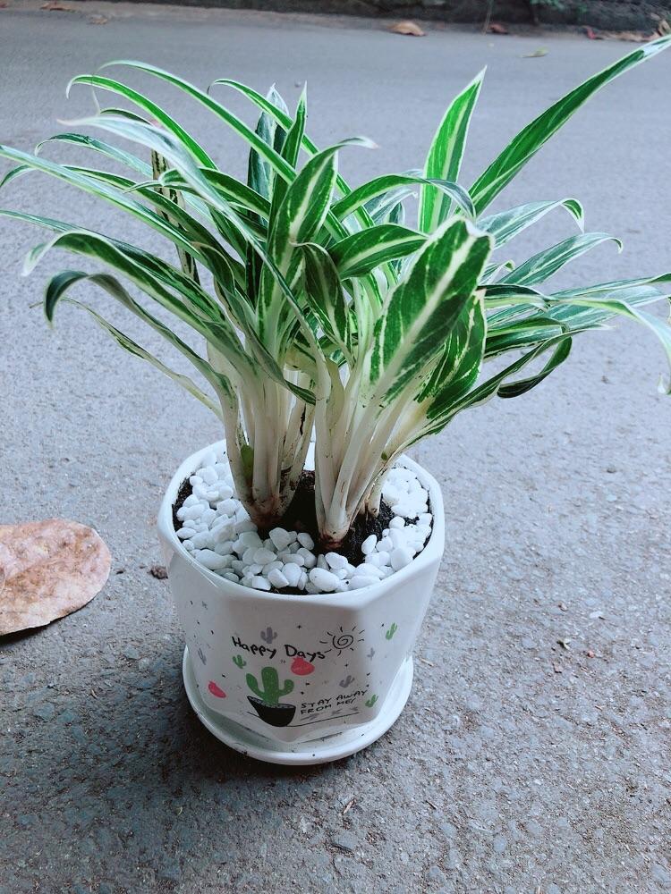 Chậu Cây Giữ Tiền