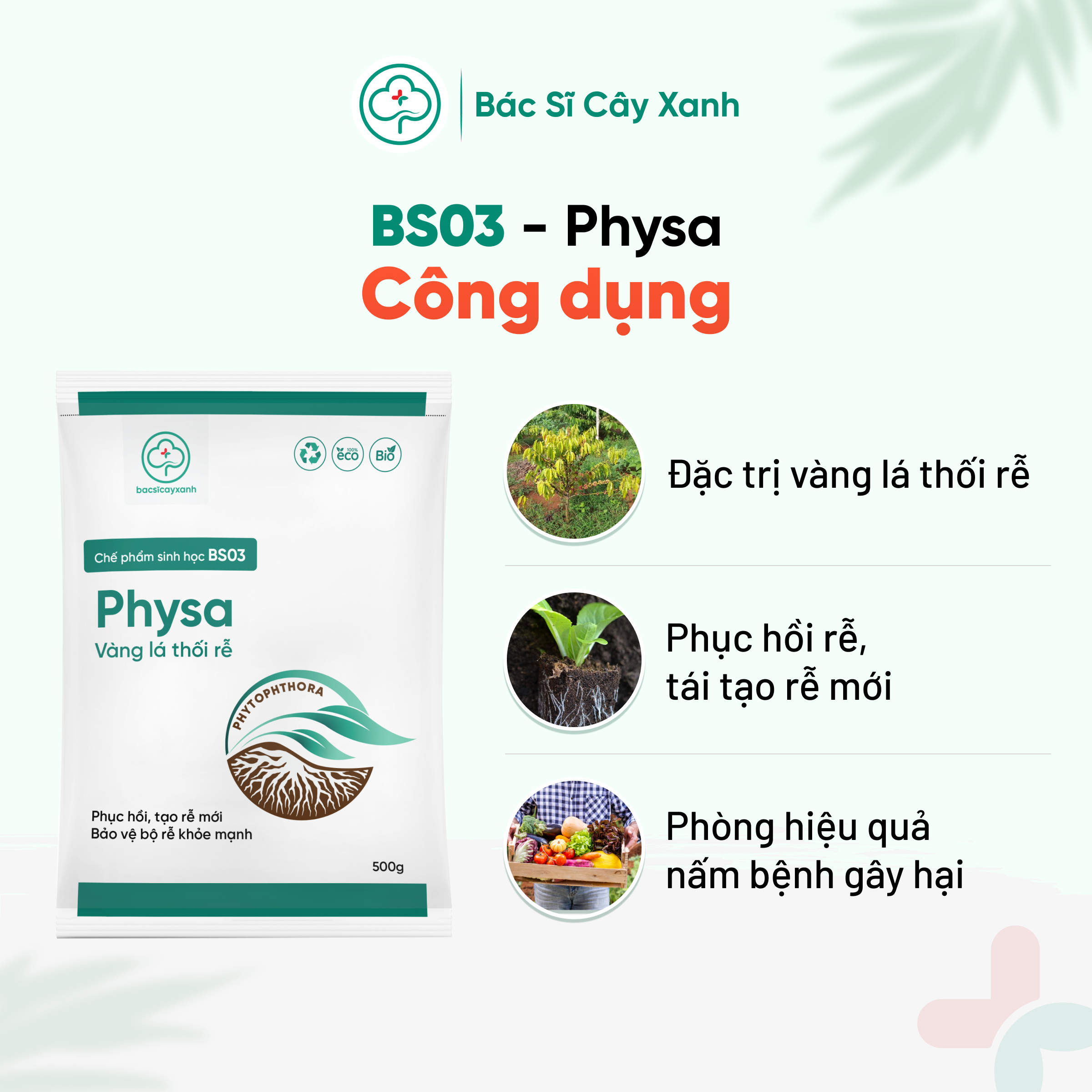 Chế phẩm đặc trị vàng lá, thối rễ, diệt tuyến trùng, kích rễ, tái tạo rễ mới BS03 Physa 250/500g NSX Bacsicayxanh