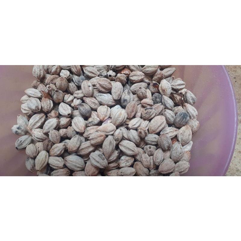 500 gram hạt xoan ta giống
