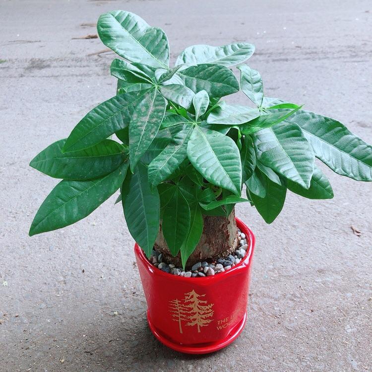 Chậu Kim Ngân 1 Thân