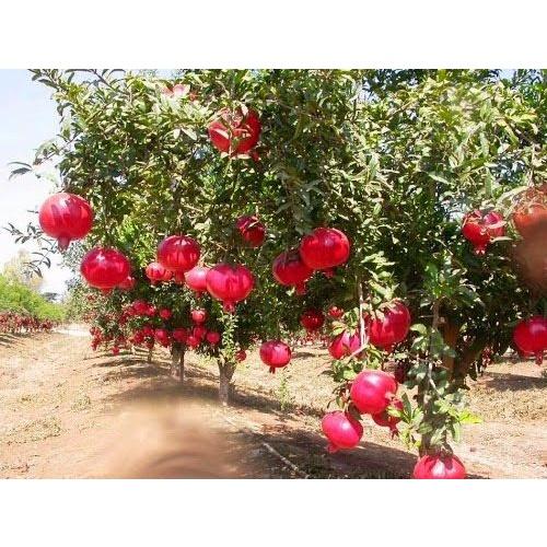Cây giống lựu đỏ lùn Ấn Độ- cây giống nhập khẩu