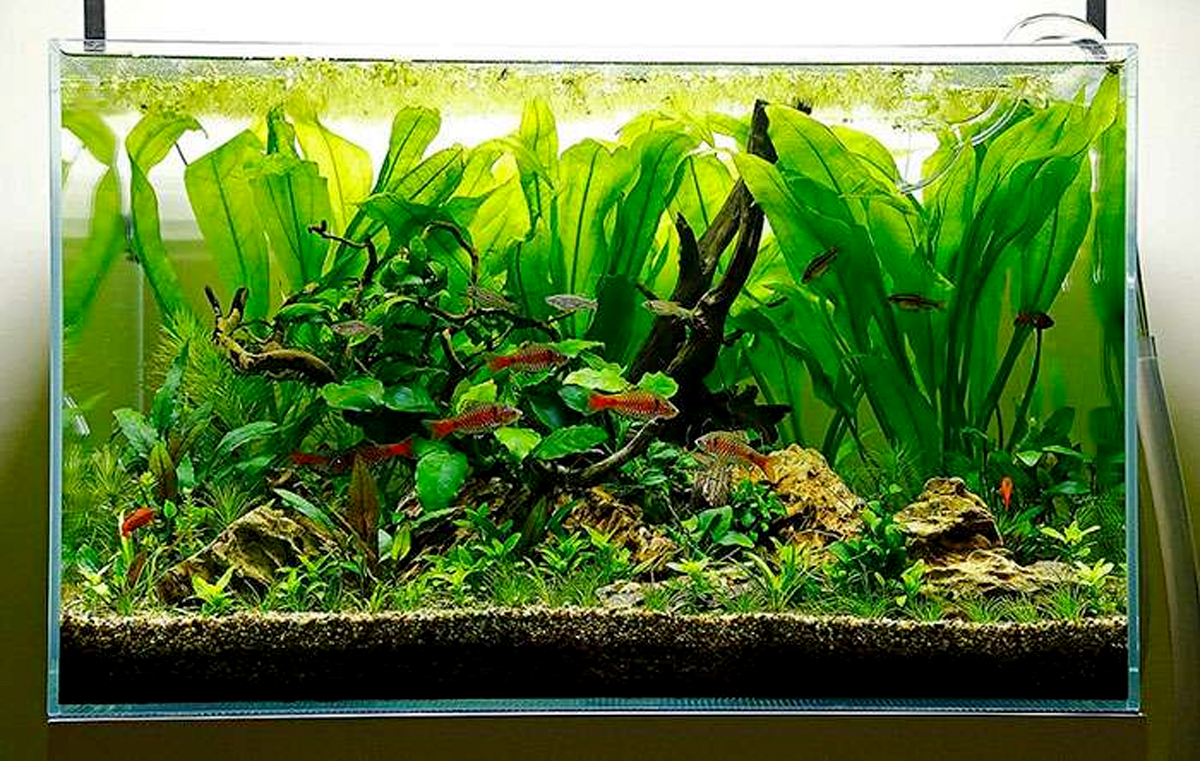 Phân nước thủy sinh cho cây phát triển Nano Water 2 250ml Chai 2