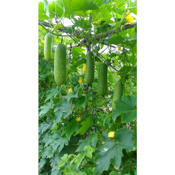 Hạt Giống bí đao chanh lai F1 - Agri Wax Gourd 666