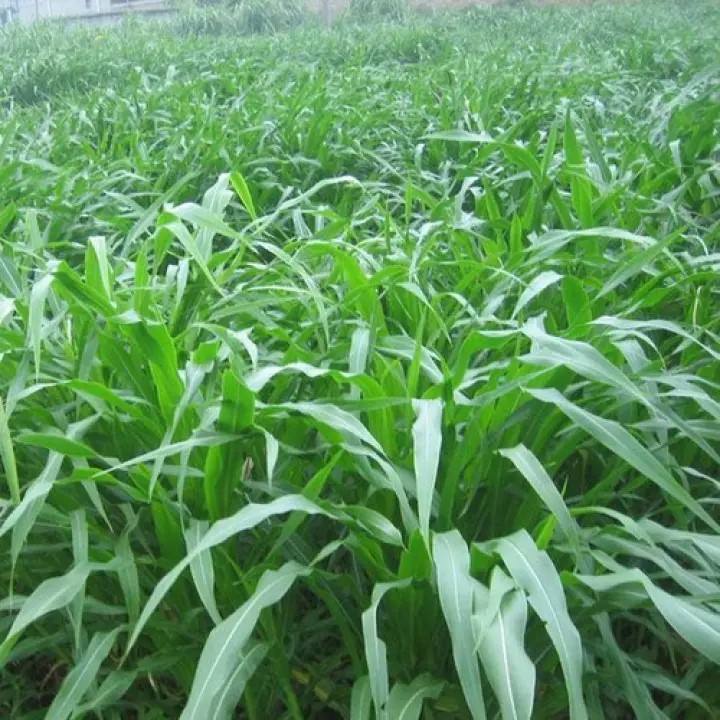 1kg Hạt giống cỏ lai ngọt - Hạt giống cỏ chăn nuôi