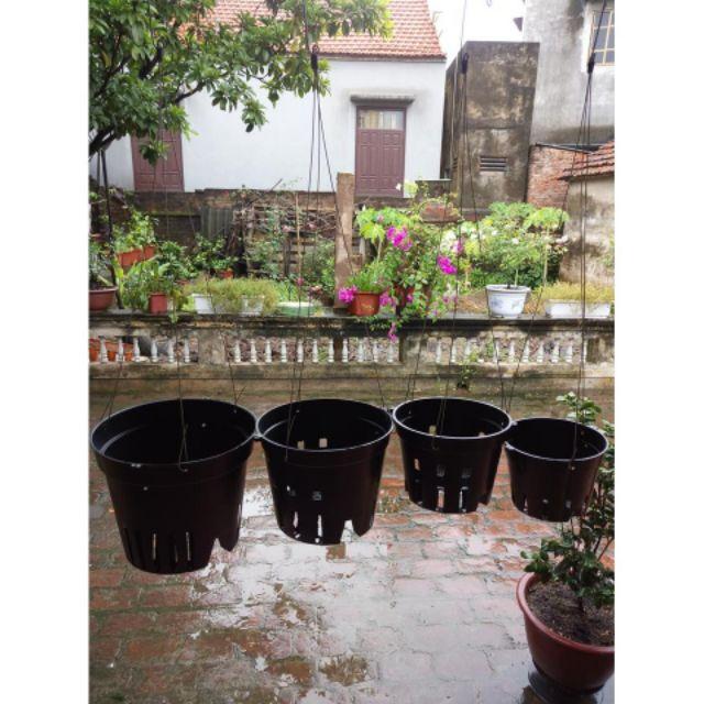 5 Chậu Nhựa Trồng Lan phi 16