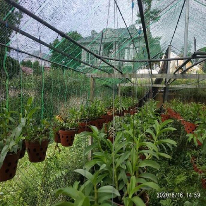 Sản Phẩm Hoa lan trầm hồng búp bê