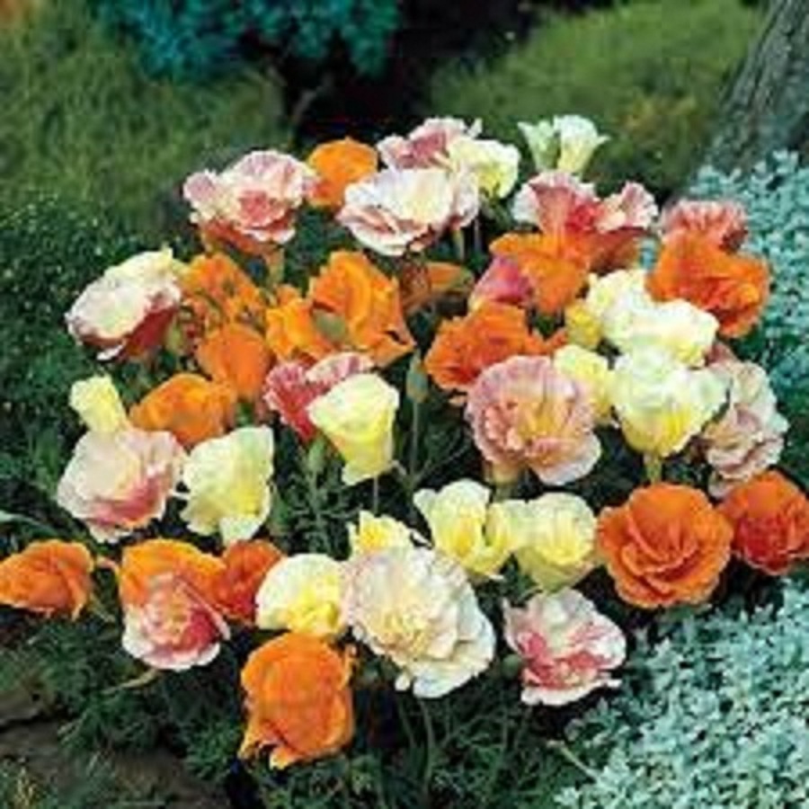 Hạt Giống Hoa Poppy Kép Nhiều Màu - Gói 50 hạt