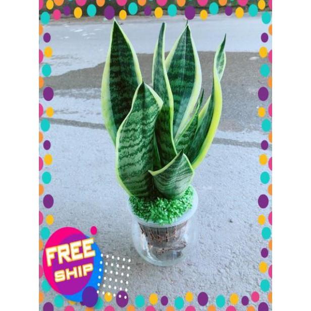 Chậu Lưỡi Hổ Thuỷ Sinh