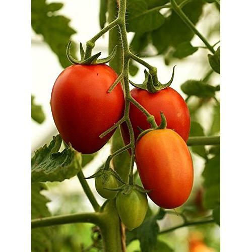 HẠT GIỐNG CÀ CHUA NHẬT LEO GIÀN F1