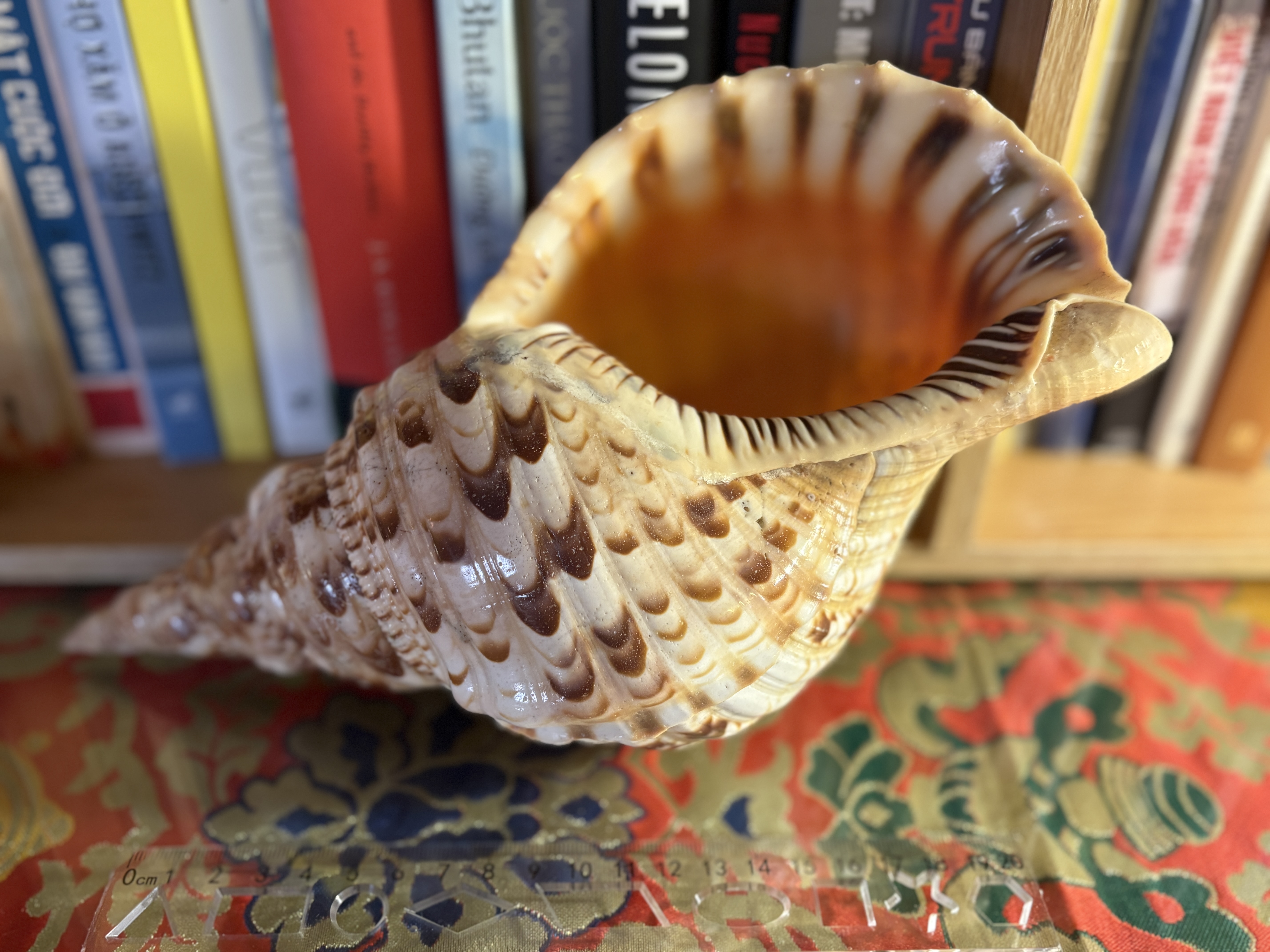 Vỏ ốc Hoàng Hậu