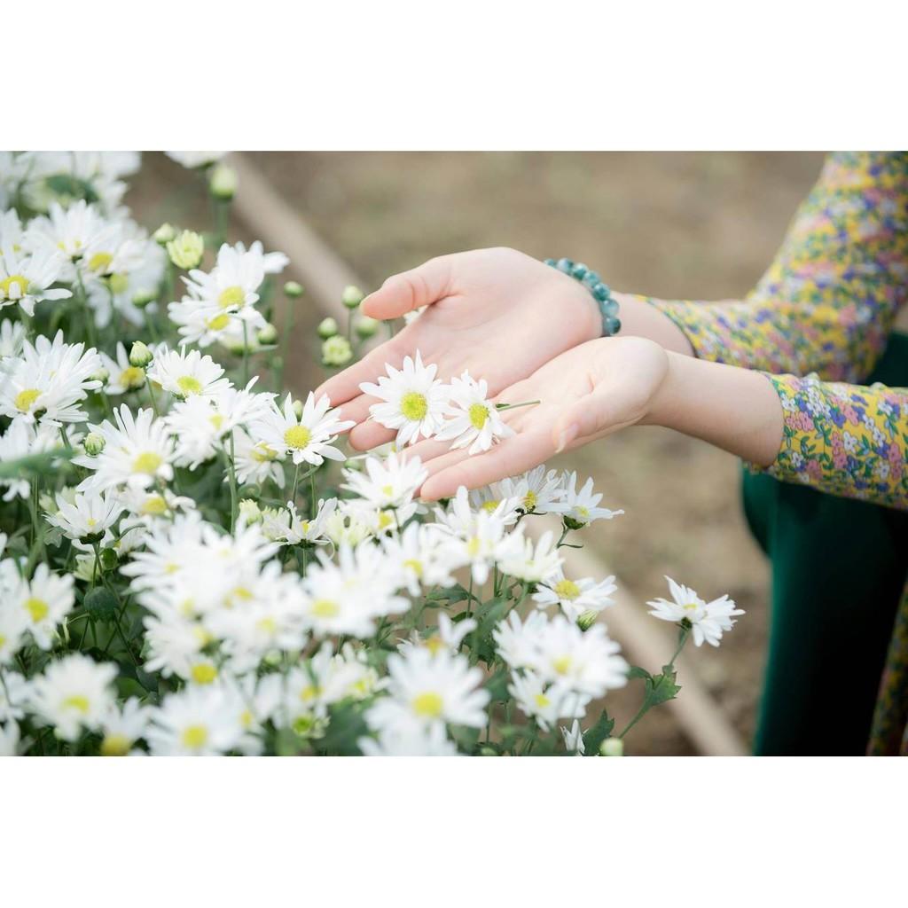 Hạt Giống Hoa Cúc Họa Mi