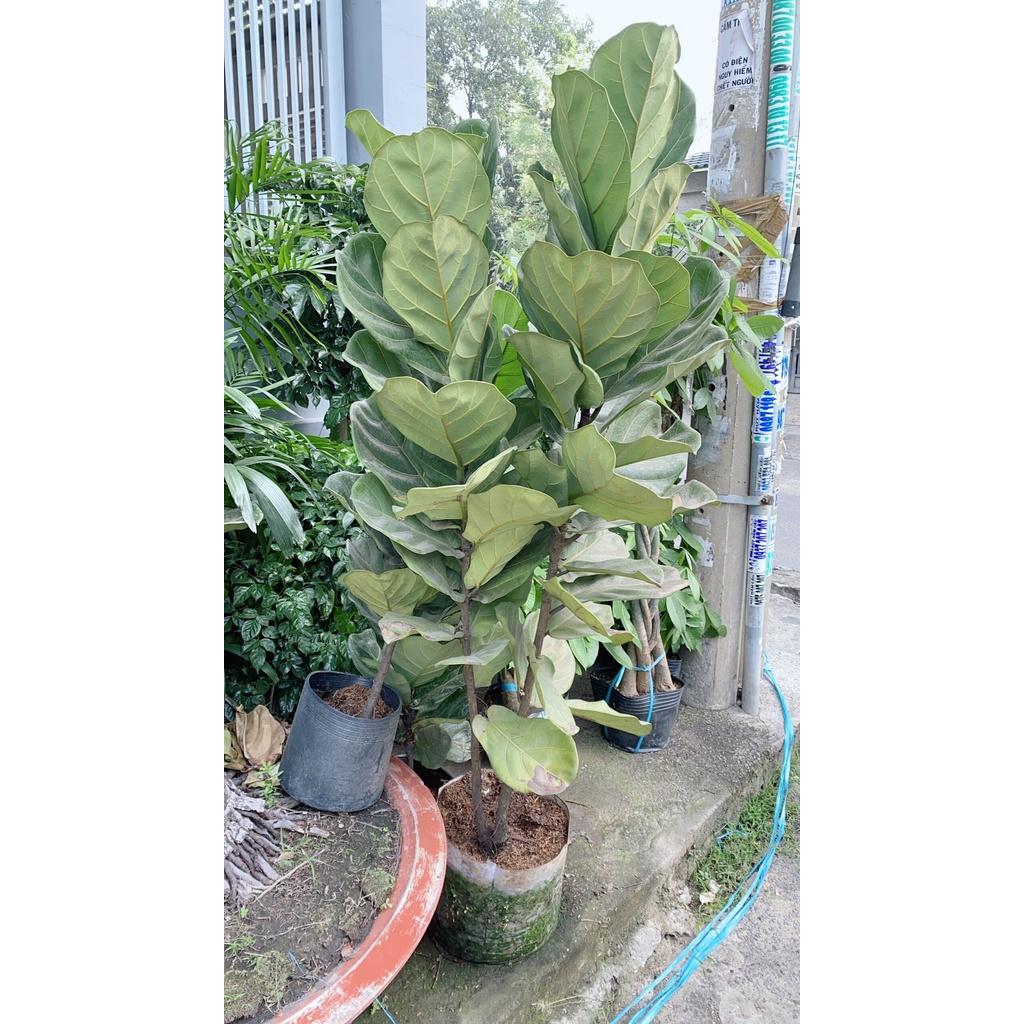 Bàng Singapore Lớn