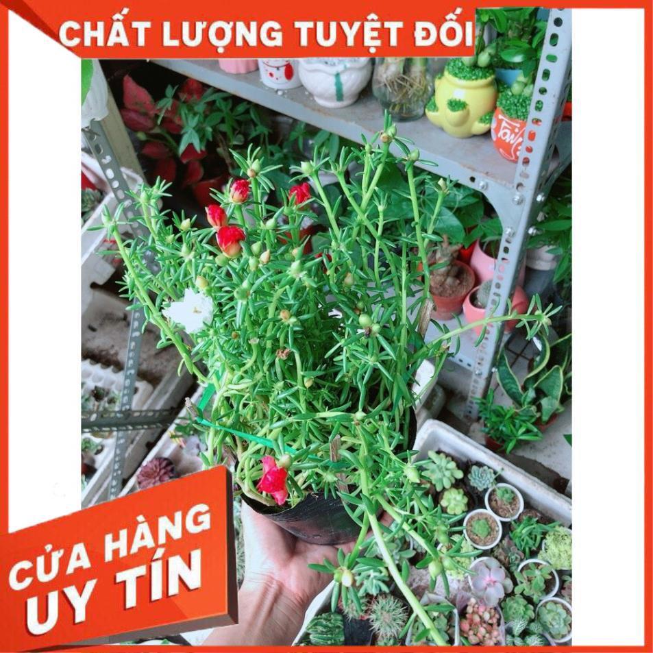 Hoa 10 Giờ Đẹp