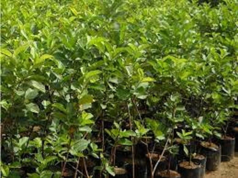 Cây ỔI KHÔNG HẠT ghép, quả to, giòn, ngon ngọt cam kết giống chuẩn