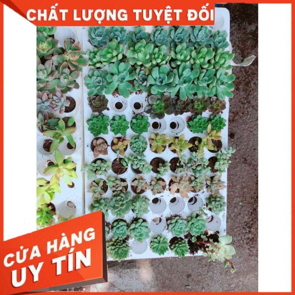 Combo 12 cây sen đá vỉ Nhiều Người Mua