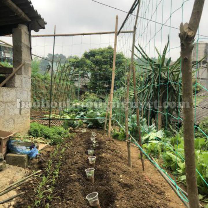 Lưới giàn leo,lưới giàn cây