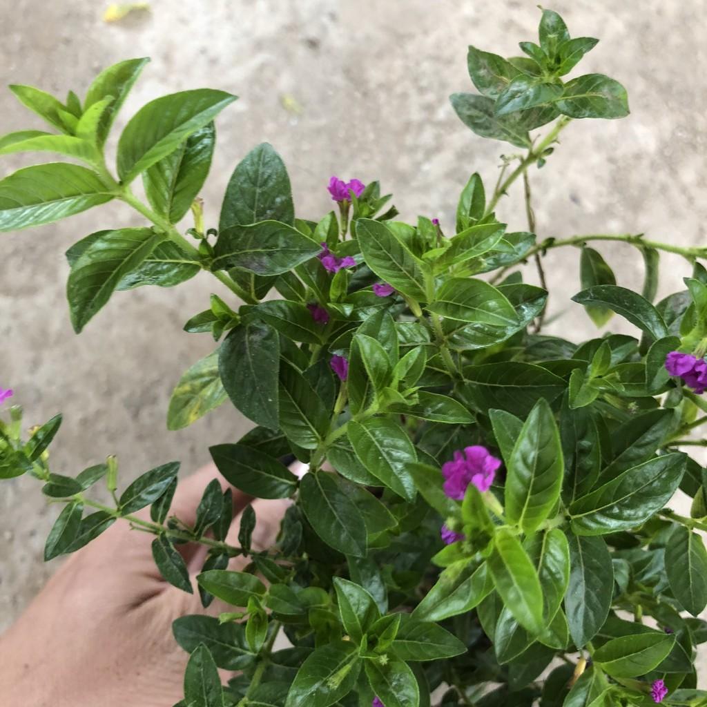 Cây cẩm tú mai cao 13-15cm, cây sống khỏe hoa nở đẹp dễ chăm sóc, thích hợp trang trí hàng rào lối đi