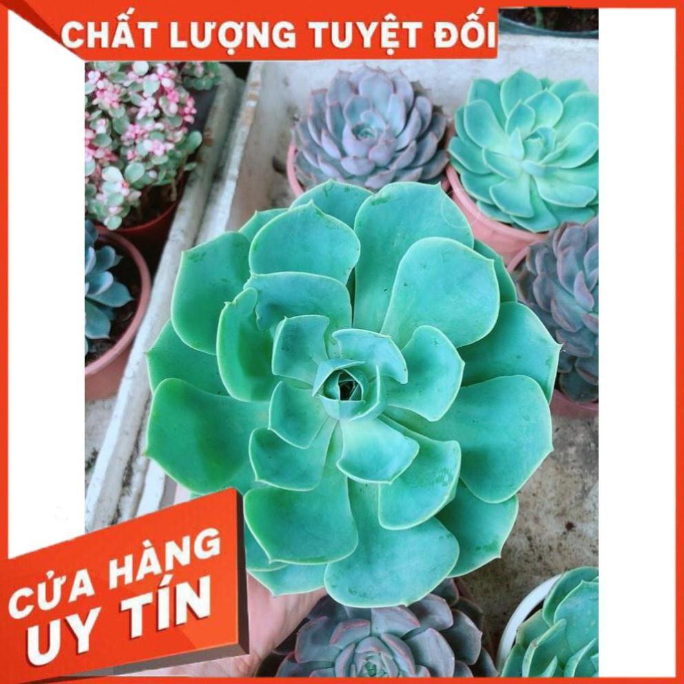 Sen Đá Xanh Đất Size Đại Nhiều Người Mua