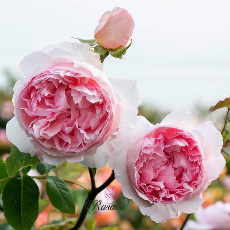 Chậu hoa hồng The Wedgood Rose - hồng leo, hoa thơm