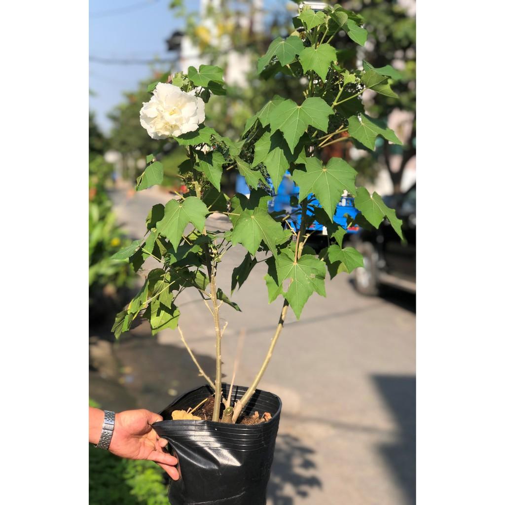 Chậu cây hoa Phù Dung cao 70 - 90 cm