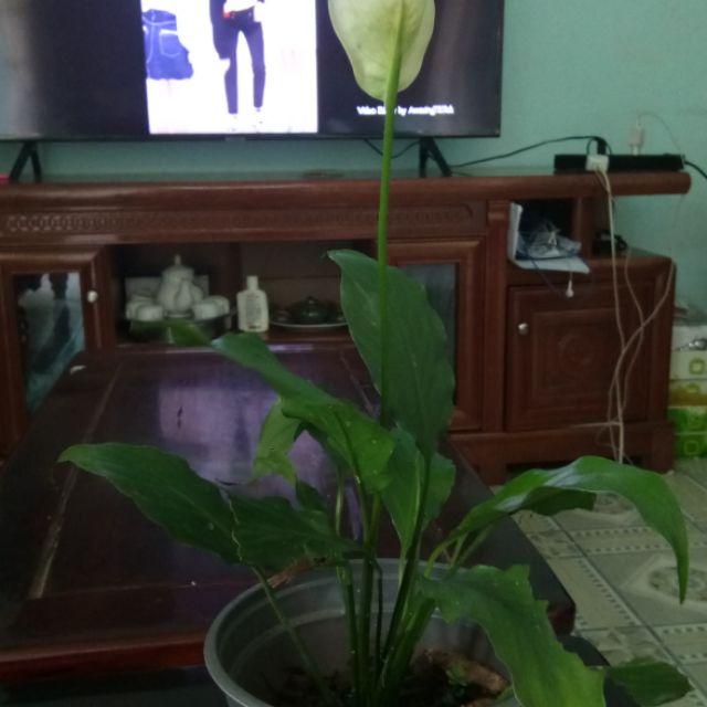 Cây Lan ý