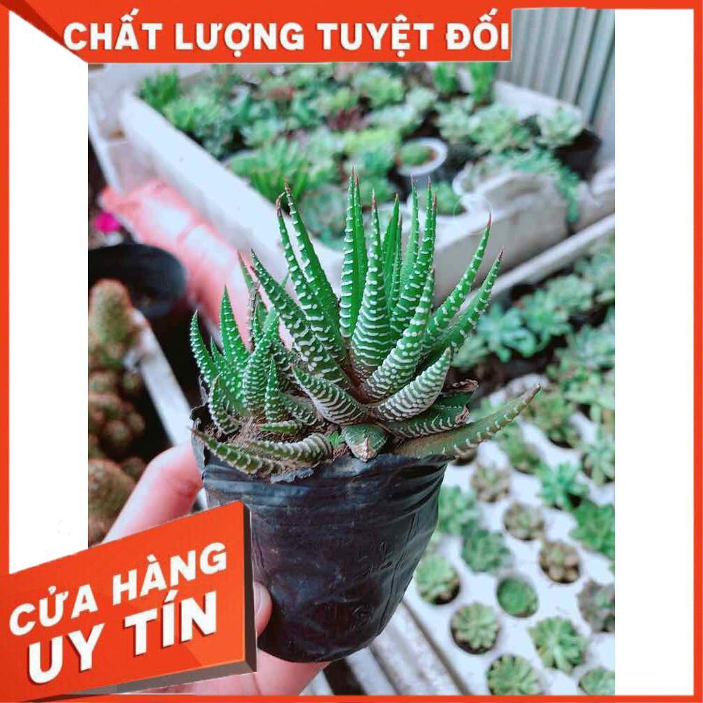 Chậu móng rồng Nhiều Người Mua