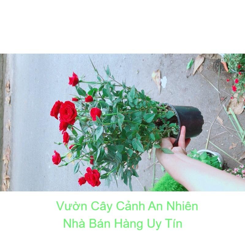 Hoa Hồng Đỏ Nhiều Bông