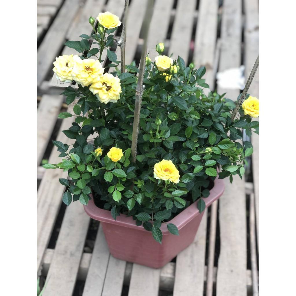 Chậu hồng siêu nụ gốc to hoa màu vàng