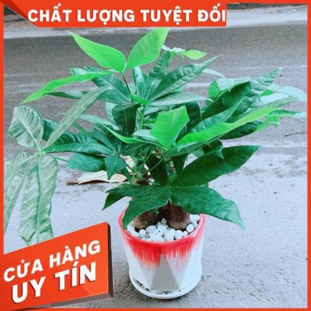 Chậu Kim Ngân 3 Thân Lớn
