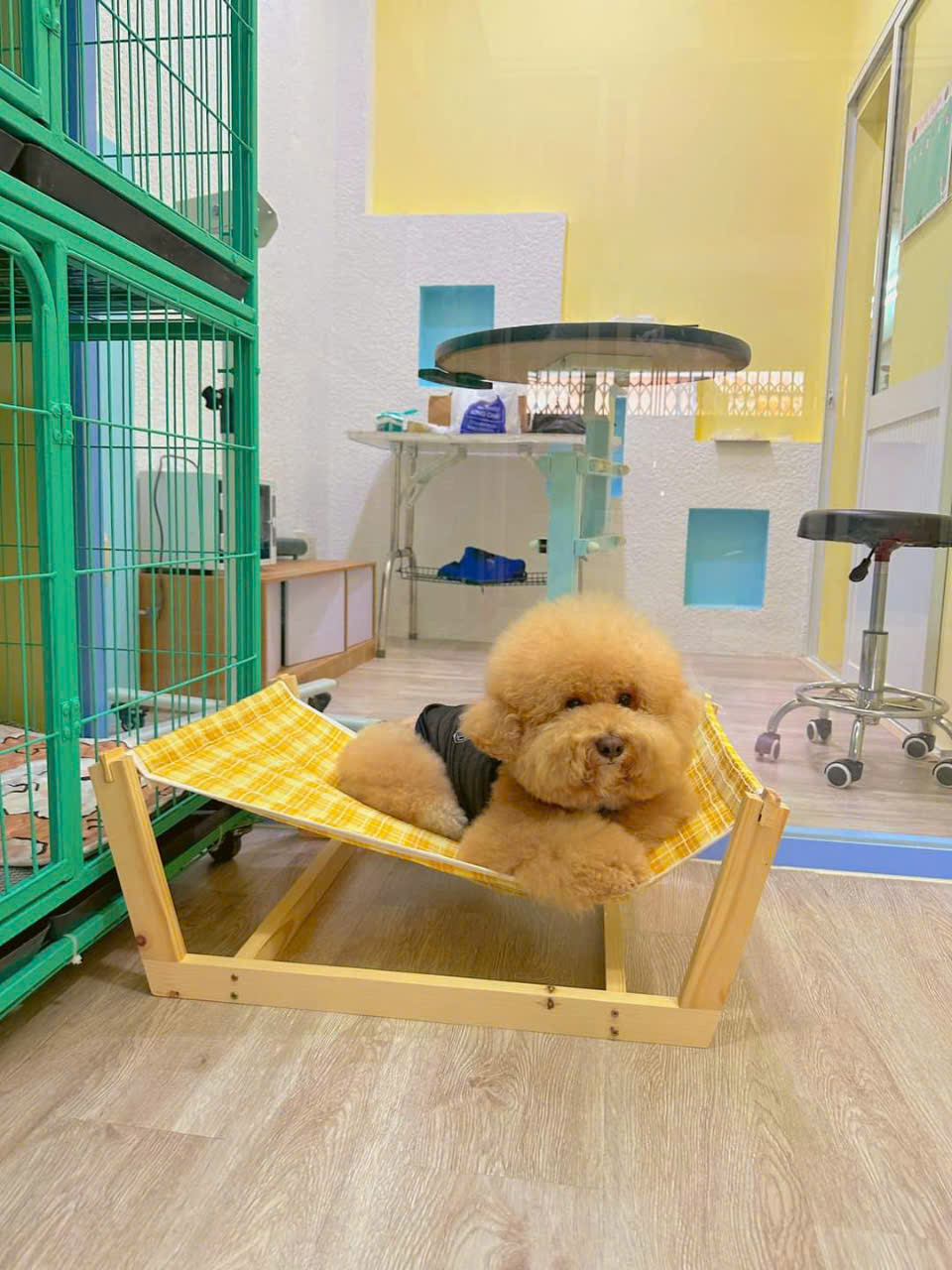 Võng cho thú cưng siêu cute